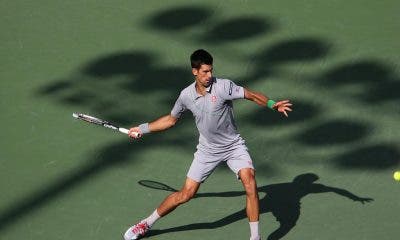 Novak Djokovic, Miami 2014 (foto Art Seitz)