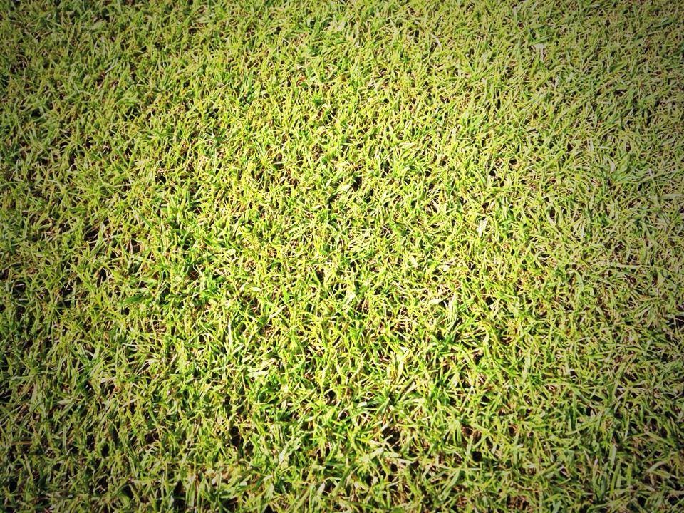 L'erba di Wimbledon (foto Facebook Wimbledon)